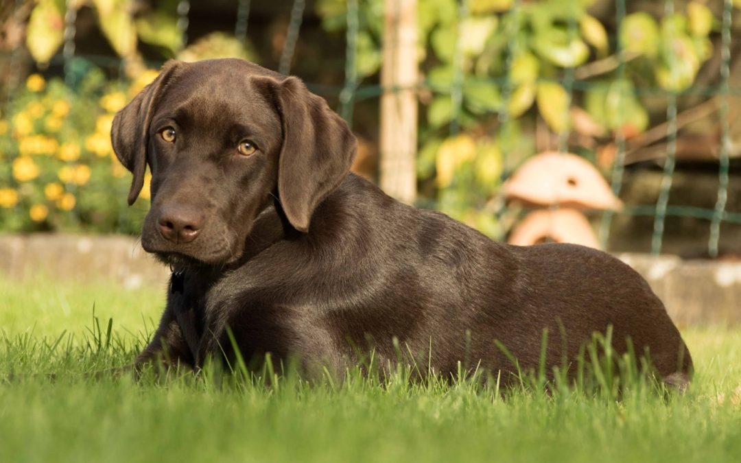 Je hond betrekken bij je vakantieplannen? Boek een vakantievilla in Frankrijk